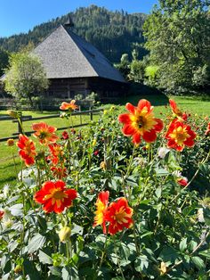 red and yellow flowers in front of a barn