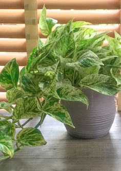 a potted plant sitting on top of a wooden table next to a window covered in blinds