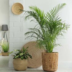 two plants in woven baskets next to a white brick wall and lamp on the floor