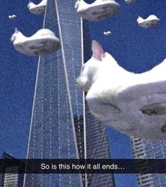 a white cat is in front of a tall building with birds flying over it and the caption says so is this how it all ends