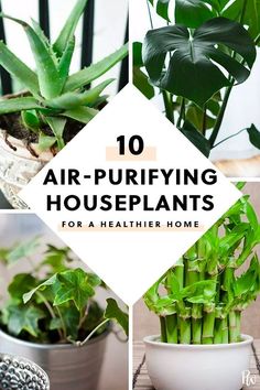 the top ten air - purifying houseplants for a healthier home