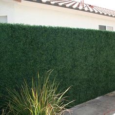 a tall green hedge next to a building