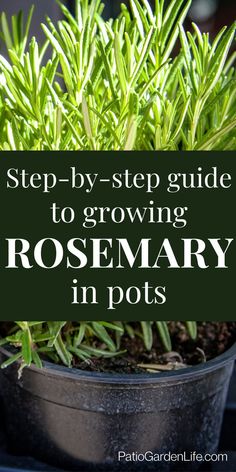 a potted plant with the words, step - by - step guide to growing rosemary in pots