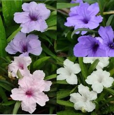 four pictures of purple and white flowers with green leaves