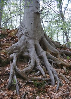 a large tree with its roots exposed in the woods