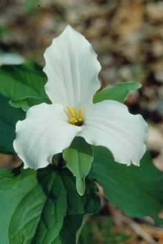 a white flower with green leaves on the ground