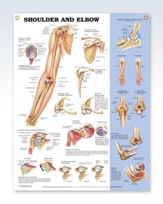 an image of the muscles and their functions