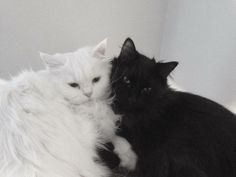 two white and black cats laying next to each other