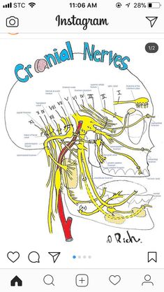 a diagram of the cranial nervouss and their corresponding structures in human body