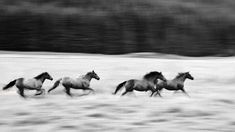 black and white photograph of three horses running in the snow with trees in the background