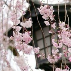 Japanese Cherry Blossom Aesthetic, Sawako Core, Cherry Blossom Aesthetic, Blossom Aesthetic, Pink Nature, Japanese Cherry Blossom, Aesthetic Cute, Spring Vibes, Aesthetic Images