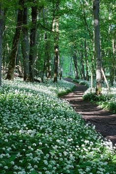 a path in the woods with white flowers