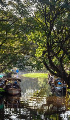 there are many boats that are docked on the river bank in the woods and trees