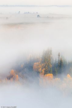 the fog is rolling in over the trees