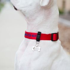 a white dog with a red collar and name tag on it's collar is looking off into the distance