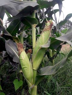 an ear of corn in the middle of a field