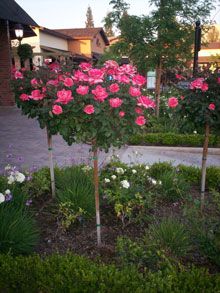 pink flowers are growing in the middle of a garden