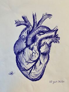 an ink drawing of a human heart