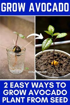 three easy ways to grow avocado from seed