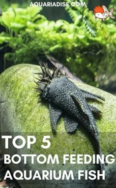 the top 5 best bottom - feeding aquarium fish for sale in australia, including an image of