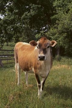 a brown cow standing on top of a lush green field