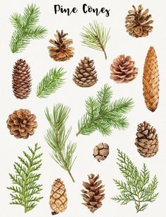 pine cones and needles are shown in this watercolor painting technique, which is easy to draw