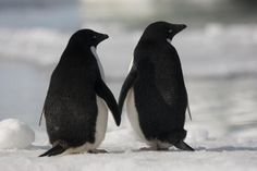 two penguins standing next to each other on the beach