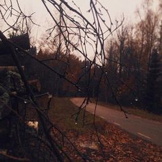 rain drops are falling on the branches of trees near a road that is lined with leaves