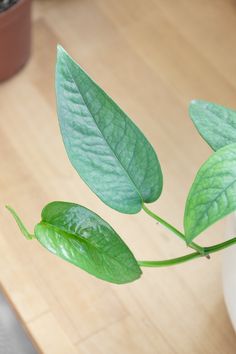 a close up of a plant on a table