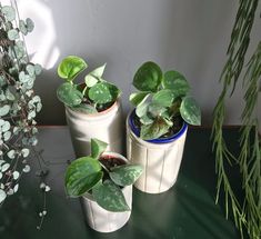 three potted plants sitting on top of a table