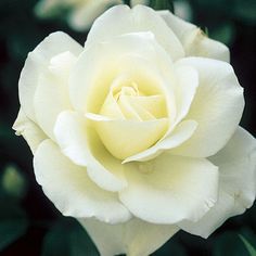 a white rose with green leaves in the background