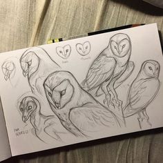 a drawing of birds with different facial expressions on their faces and beaks, sitting on a sheet of paper