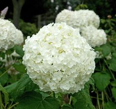 white flowers with green leaves in the foreground and trees in the backgroud