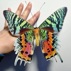 a butterfly that is sitting on someone's hand with it's wings spread