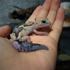 a small gecko sitting on top of someone's hand