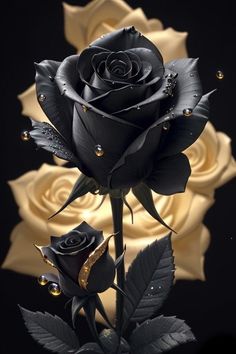 a black rose with water droplets on it