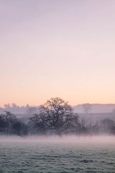 a foggy field with trees in the distance