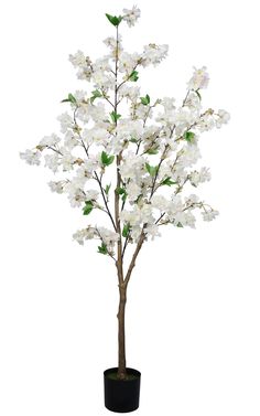 a white flower tree in a black pot on a white background with clippings