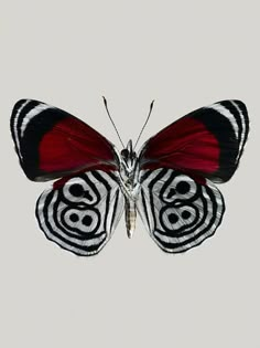 a black and white butterfly with red wings