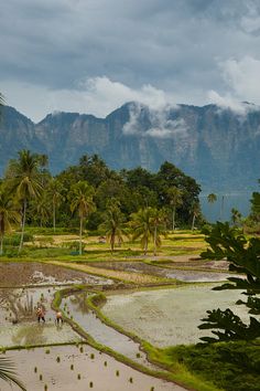 the mountains are covered in clouds and palm trees