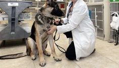 a woman in white lab coat petting a german shepard dog at the veterinator's office