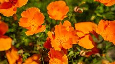 many orange flowers are blooming in the field