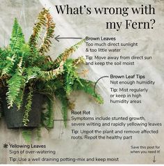 a poster with instructions on how to care for a houseplant in the winter