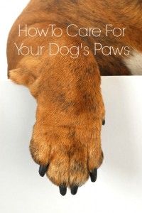 a dog's paw with the words how to care for your dog's paws