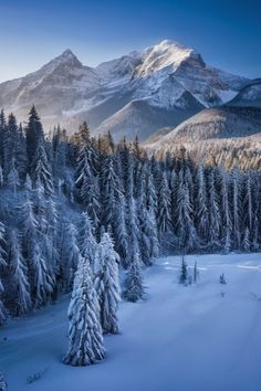 snow covered trees and mountains in the distance