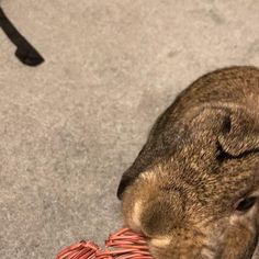 a small rabbit is chewing on a red piece of string that has been tied to it