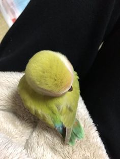 a small green bird perched on top of someone's leg