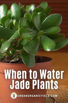 a potted plant with the words when to water jade plants on it, there is a