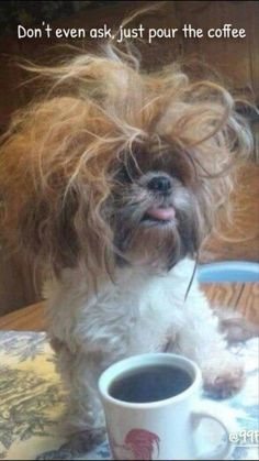 a small dog sitting on top of a table next to a coffee cup with the caption don't even ask, just pour the coffee