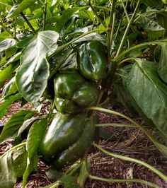 green peppers growing on the vine in a garden